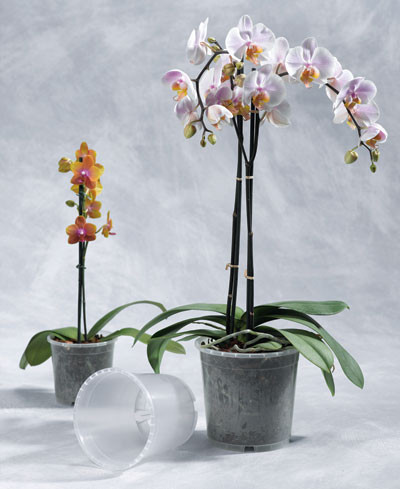 Geli Blumentopf / Pflanztopf Orchideentopf Ø 12 cm transparent