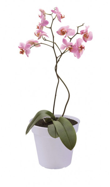 Blumentoof / Pflanztopf elho Orchideentopf Green Basics Ø17cm gefrost.